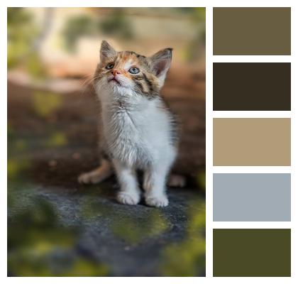 Domestic Animal Kitten Cat Image